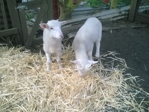 Lola on the left and Charlie on the right. The kids feed them a bottle morning and evening although we are about to start weaning that down.